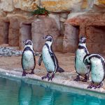 Пингвины на Кипре.Зоопарк.Пафос.