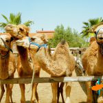 Camel park Mazotos.Cyprus.